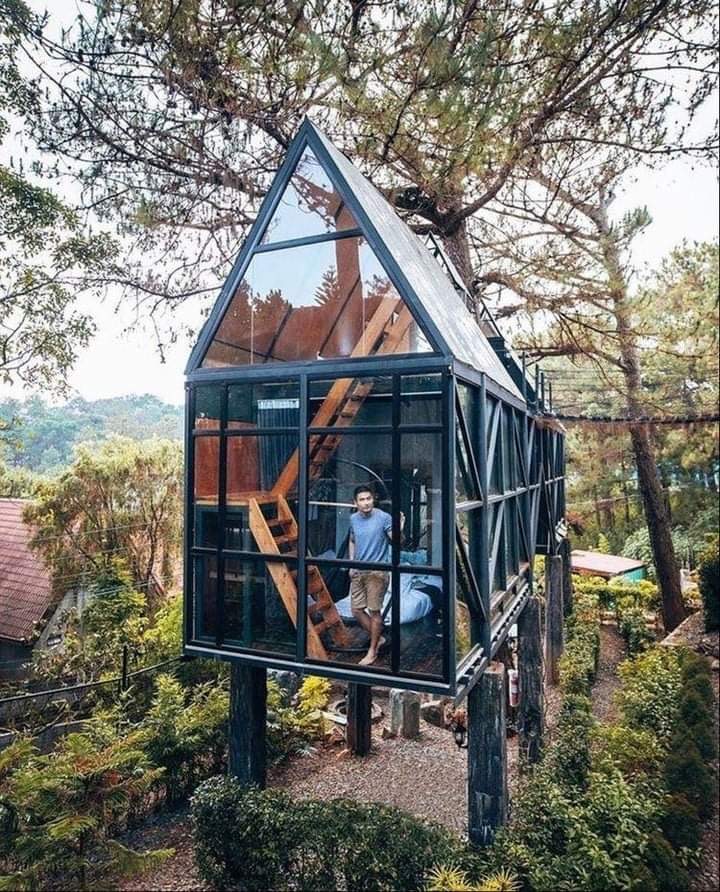 Szklany domek otoczony sosnowym lasem